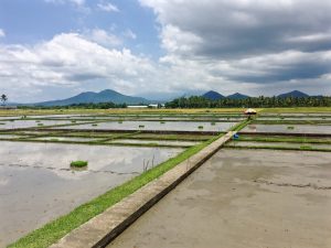 rice fields