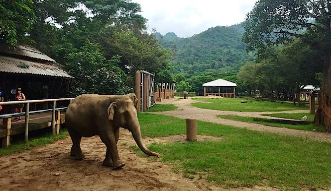 Elephant Sanctuary Chiang Mai