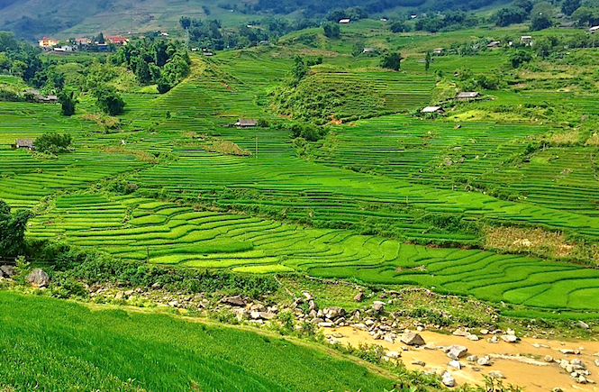 Vietnam Sapa Rice Terraces
